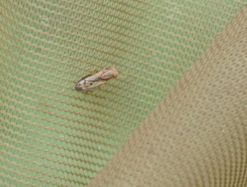 Opomyza sp.